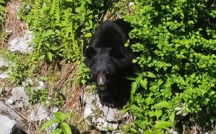 black bear sported in valley of flowers